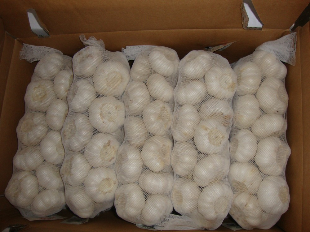 YUYUAN brand hot sail fresh garlic garlic exporters china
