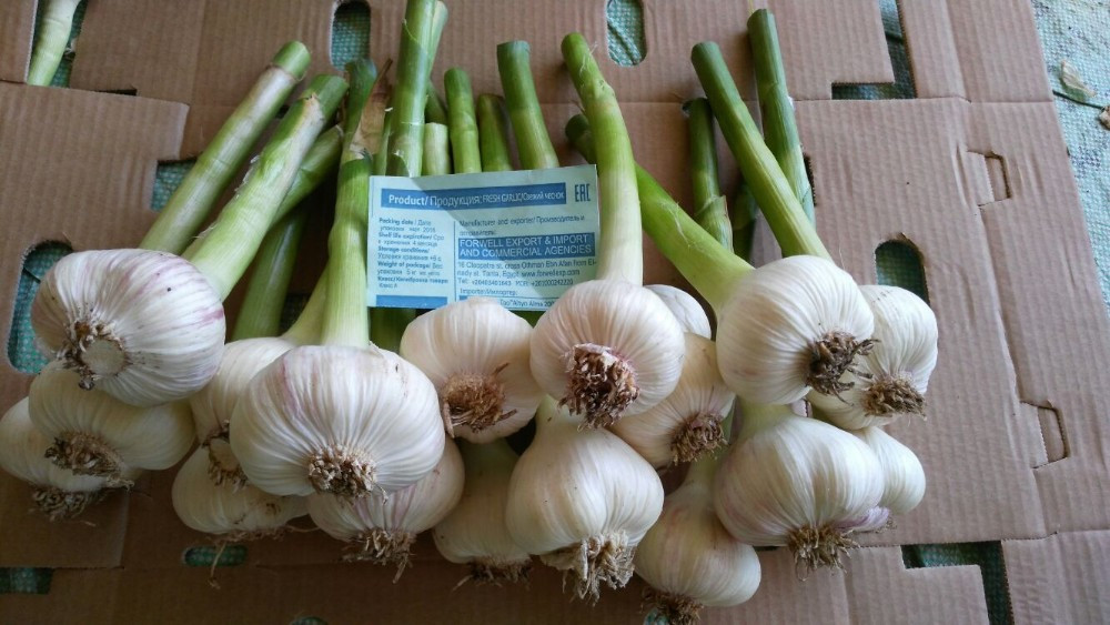 Best Quality Cheap Price Fresh Normal White Garlic from egypt