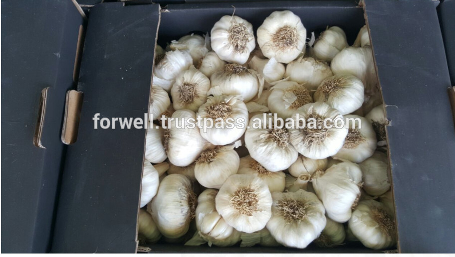 NOVEL Fresh Egyptian Garlic...NATURAL GARLIC
