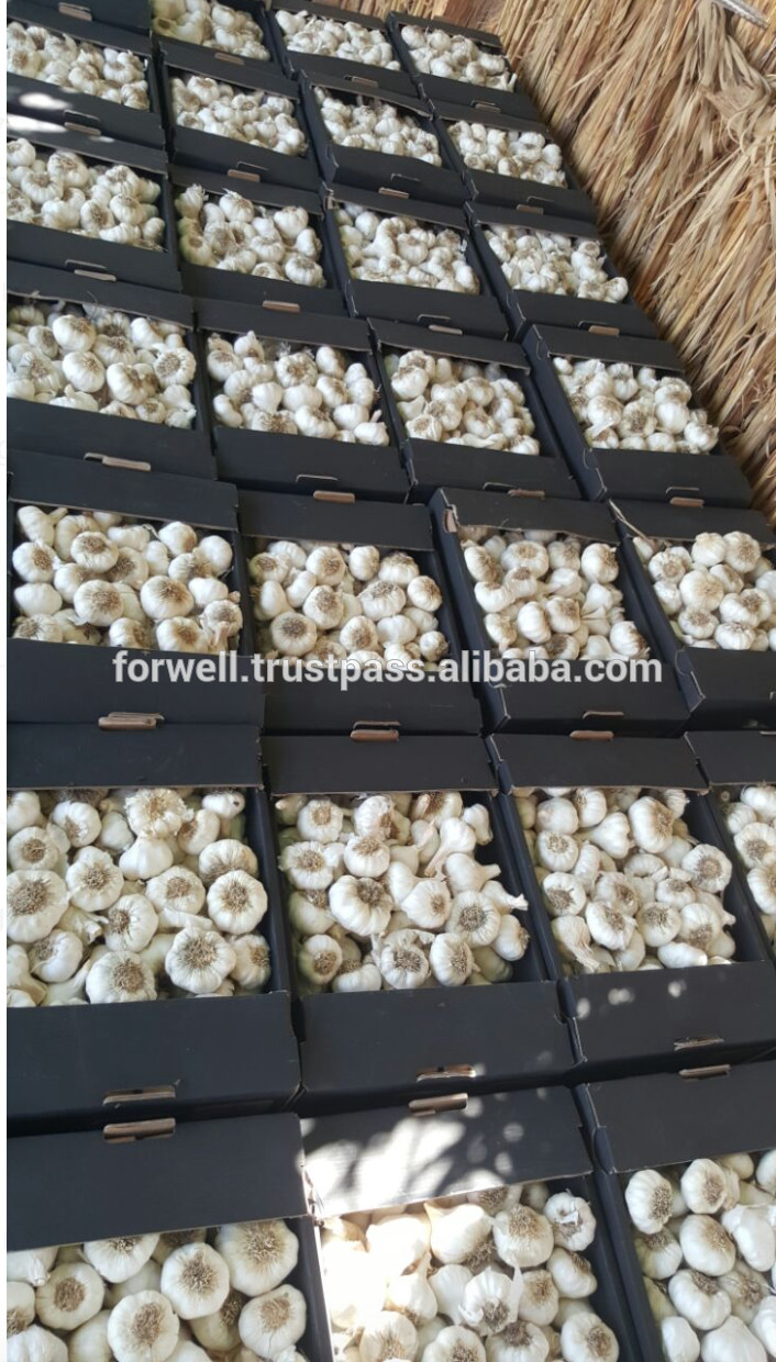 Takings Egyptian Garlic...dry garlic with best quality