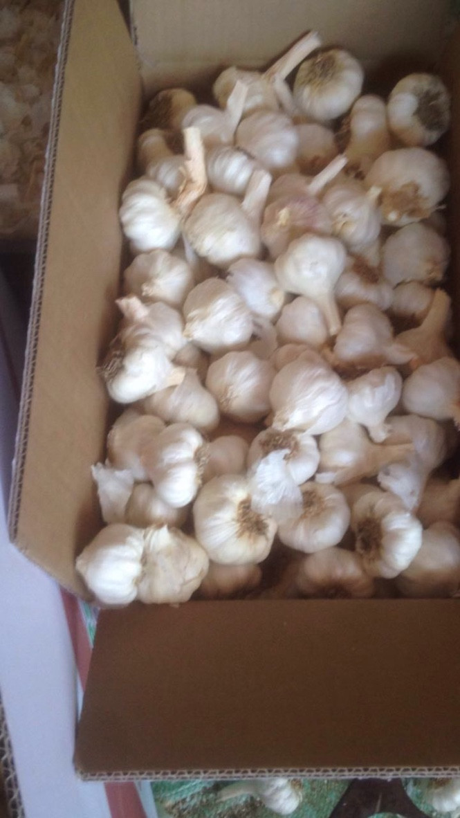 Takings Egyptian Garlic...dry garlic with best quality