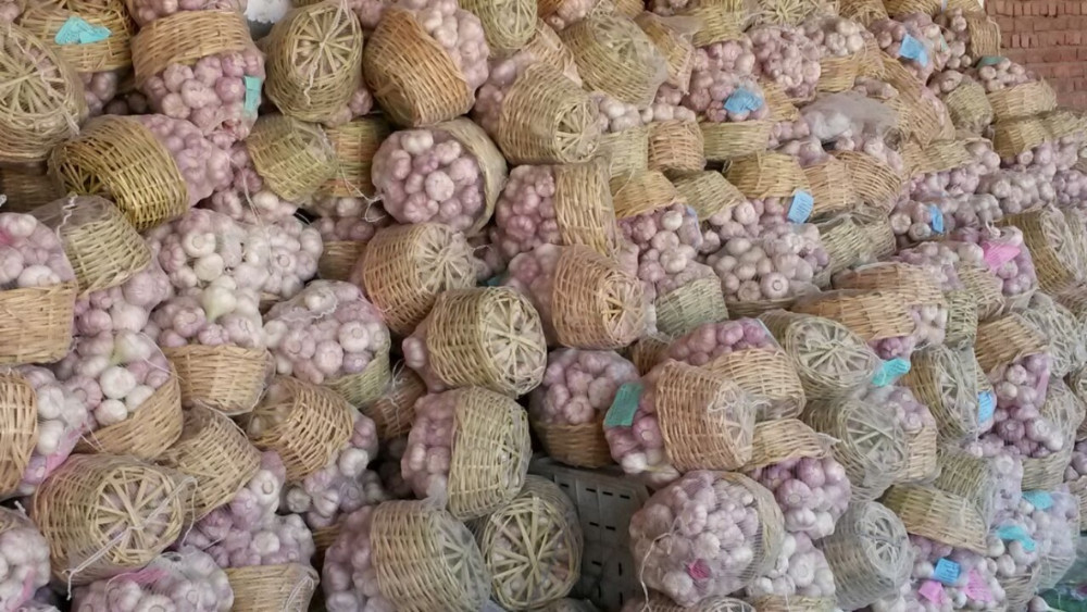 very good taste Egyptian Garlic