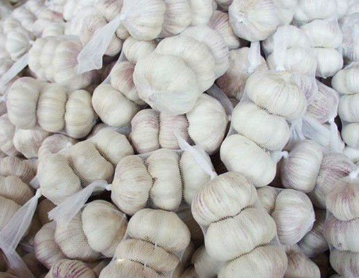 2015 new crop garlic