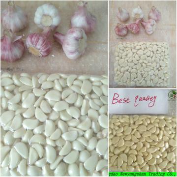 Garlic Puree/ Garlic Clove/ Garlic Meat