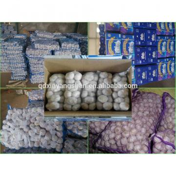 Garlic Wholesale Price Per Ton normal/Pure/peeled White Garlic