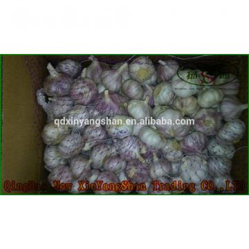 Pure Purple Garlic, Normal Purple Garlic