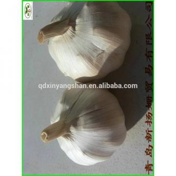China is best, the most fresh White garlic,PURE GARLIC!