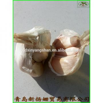 fresh garlic vegetable distributor in China