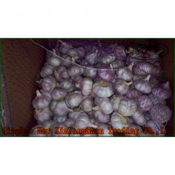 Chinese 2017 Fresh Garlic Price Purple/Red/Pure White Garlic