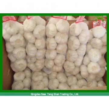 Fresh Chinese Jinxiang Garlic Price Per Ton Packing In Mesh Bag