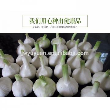YUYUAN brand hot sail fresh garlic garlic in usa