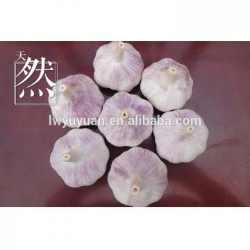 YUYUAN brand hot sail fresh garlic garlic distributor