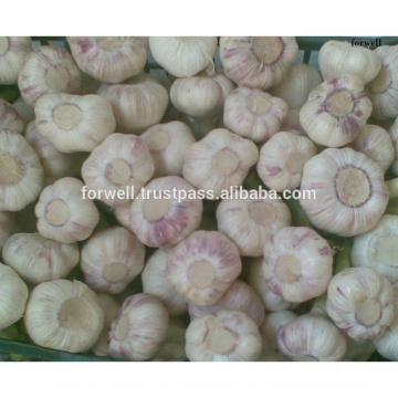 FRESH GARLIC FROM EGYPT WITH BEST PRICE FOR EXPORT