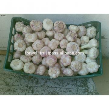 High Quality Best Price 100% Natural Egyption Fresh Super White Garlic