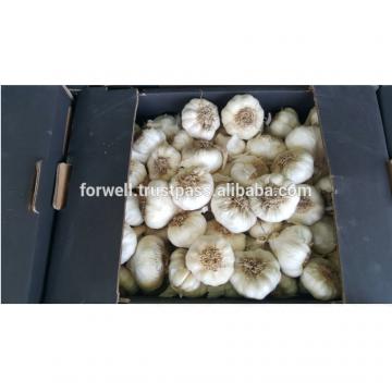 Newest crop best price high quality fresh normal white garlic fromegypt
