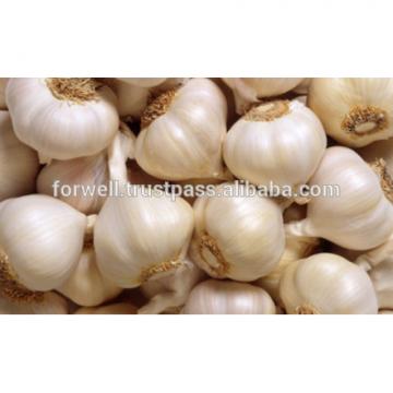 various Egyptian Garlic...DRY GARLIC...RED WHITE GARLIC