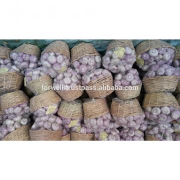 Garlic Type and Fresh Style fresh white garlic