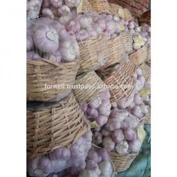 garlic supplier provides best fresh garlic price