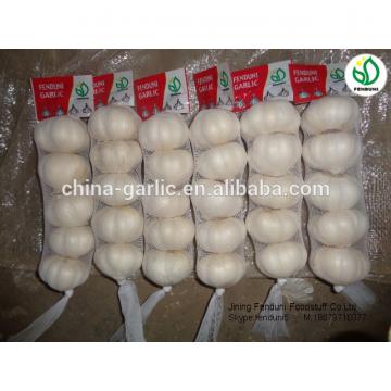 chinese supplier 50mm+ Fresh Garlic to global market