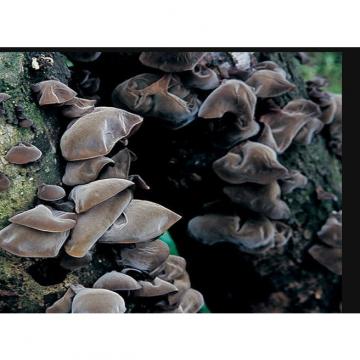 2015 New black fungus