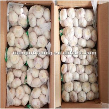 fresh garlic 2017 low price