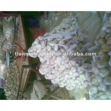 fresh garlic exporter 2017