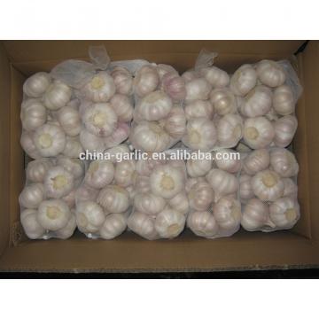 2017 new crop cold storage china fresh garlic