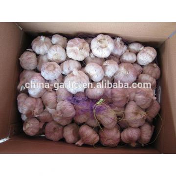 Chinese Fresh Elephant Garlic Import Price