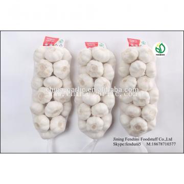 Chinese Fresh Elephant Garlic Import Price