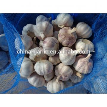 2017 Chinese fresh elephant garlic price for garlic importer