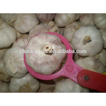 Common Cultivation Liliaceous Vegetables 2017 fresh garlic