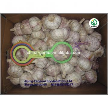 Wholesale garlic all the year round/the lowest price