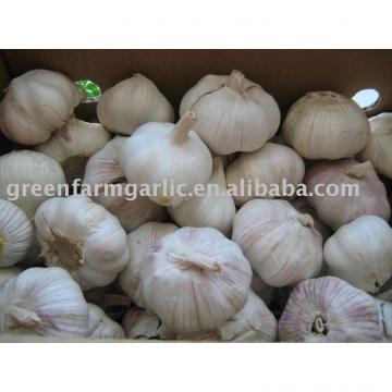 2017 chinese fresh garlic