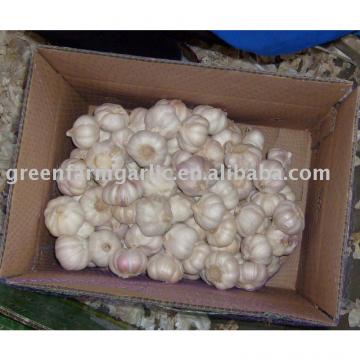 2011 chinese jinxiang fresh garlic