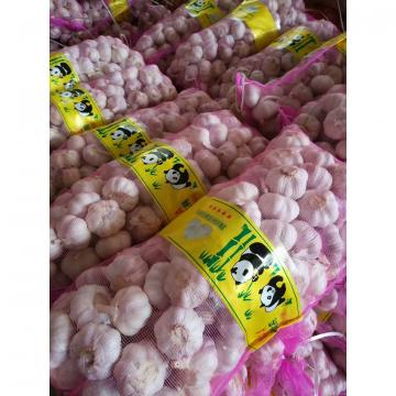CHINA NORMAL WHITE GARLIC WITH MESHBAG PACKAGE TO BAHRAIN