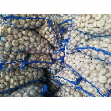 NEW CROP GARLIC WITH MESHBAG PACKAGE TO DR MARKET FROM FACTORY