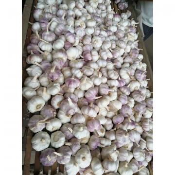 2017 NEW CROP CHINA GARLIC FROM FACTORY TO SANTOS,BRAZIL