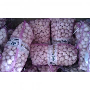 China fresh garlic exported to Thailand market
