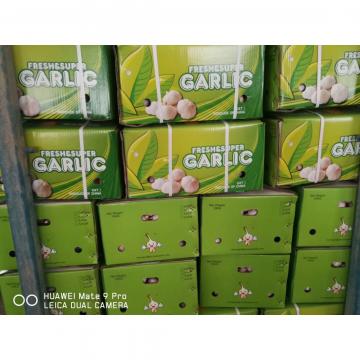 NORMAL WHITE GARLIC WITH 10KG LOOSE CARTON PACKAGE FOR SENEGAL MARKET