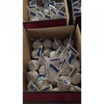 NORMAL WHITE GARLIC WITH 5 PC TUBE PACKAGE TO TURKEY MARKET FROM FACTORY