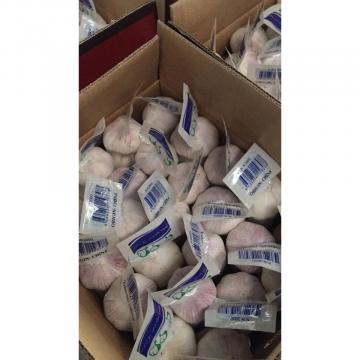 NORMAL WHITE GARLIC WITH 5 PC TUBE PACKAGE TO TURKEY MARKET FROM FACTORY