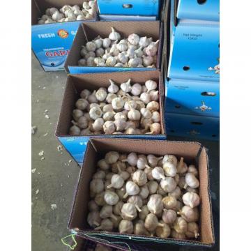 CHINESE NORMAL WHITE GARLIC WITH 10KG LOOSE CARTON PACKAGE TO SENEGAL MARKET
