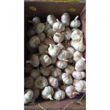 2018 New Crop fresh garlic with 10KG Loose Carton package to Brazil