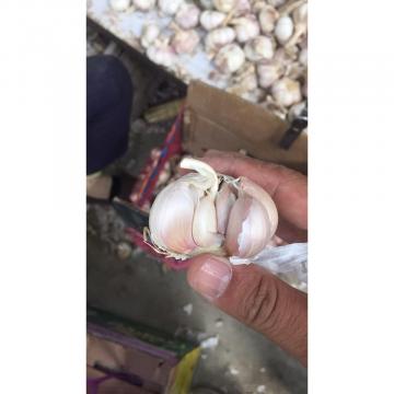 2018 New Crop fresh garlic with 10KG Loose Carton package from china factory