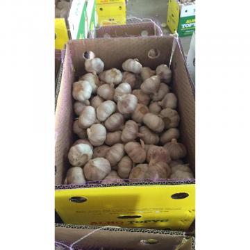 2018 New Crop fresh garlic with 10KG Loose Carton package from china factory