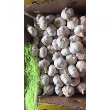 2018 New Crop fresh garlic to Brazil