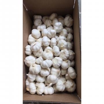 2018 New Crop pure white garlic to EU Market