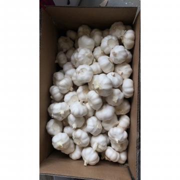 2018 New Crop pure white garlic with 10KG Loose Carton package to EU Market