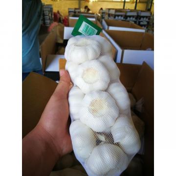 2018 pure white garlic to Japan Market with 500g/bag