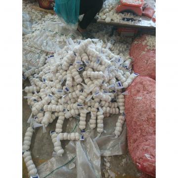 pure white garlic with tube package to Turkey Market 2018 new crop